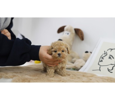 토이푸들 분양합니다