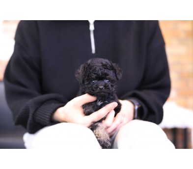 토이푸들 분양합니다
