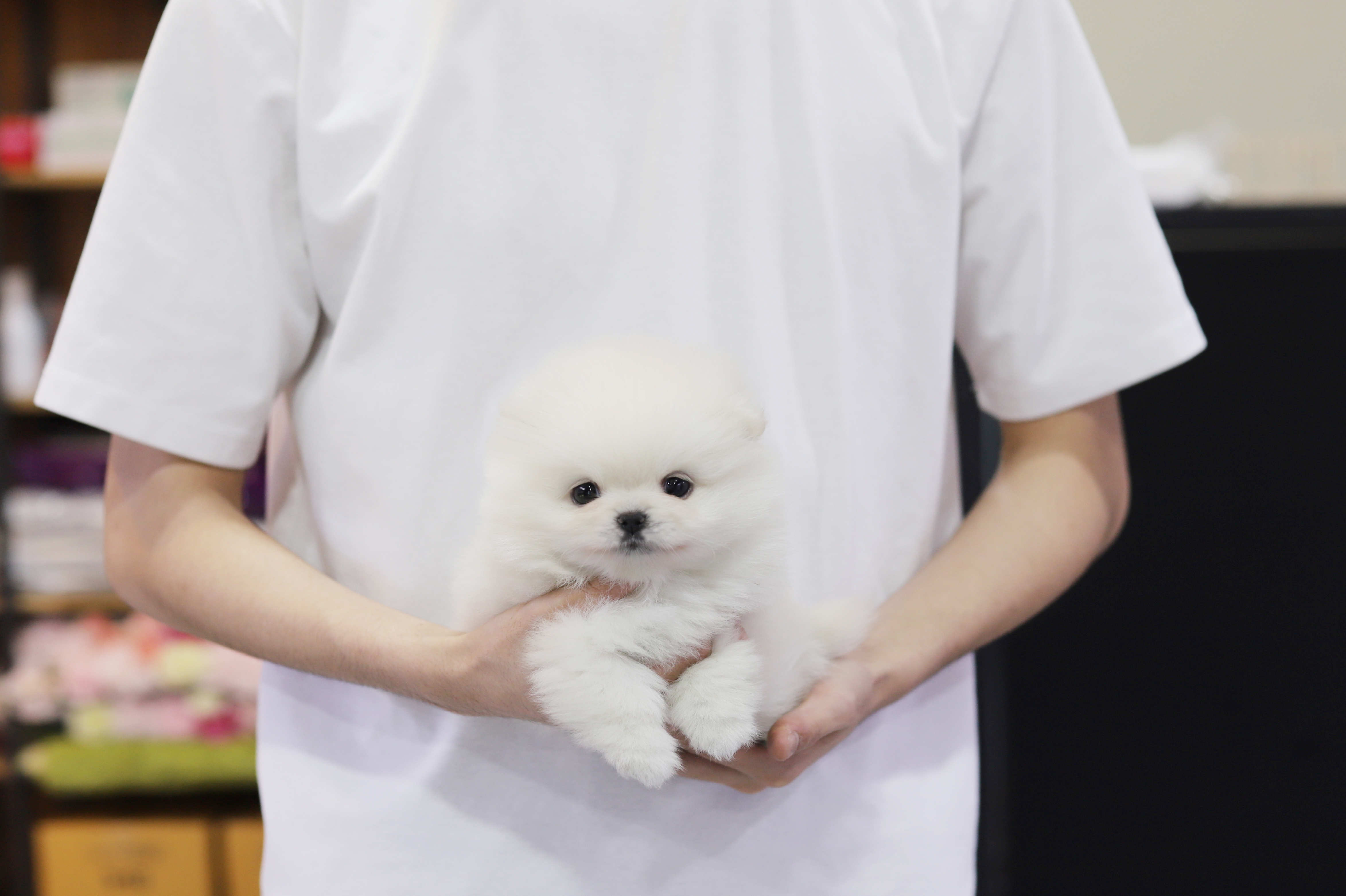 포메라니안 분양합니다