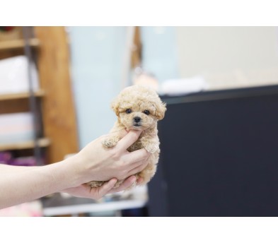 토이푸들 분양합니다