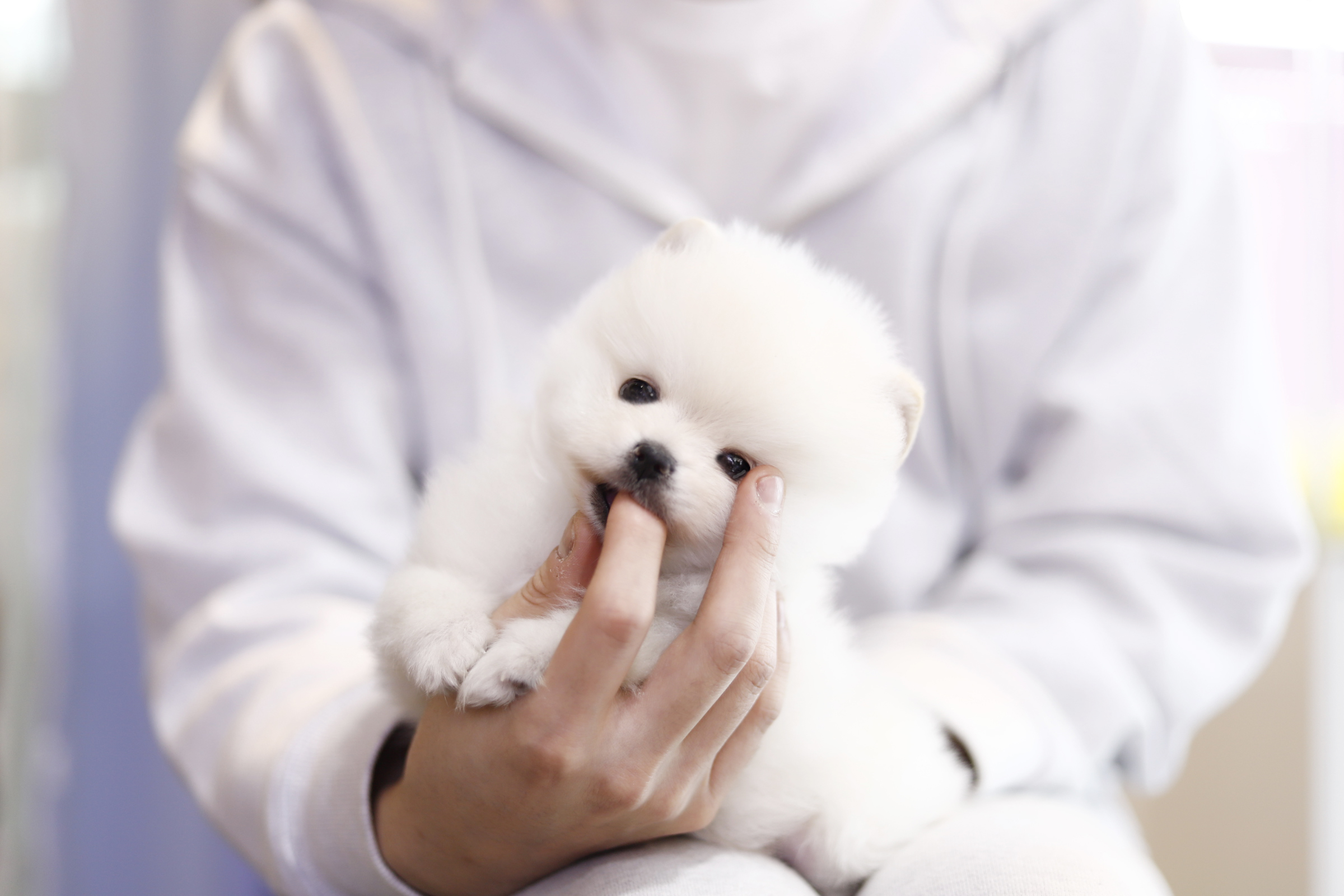 포메라니안 분양합니다