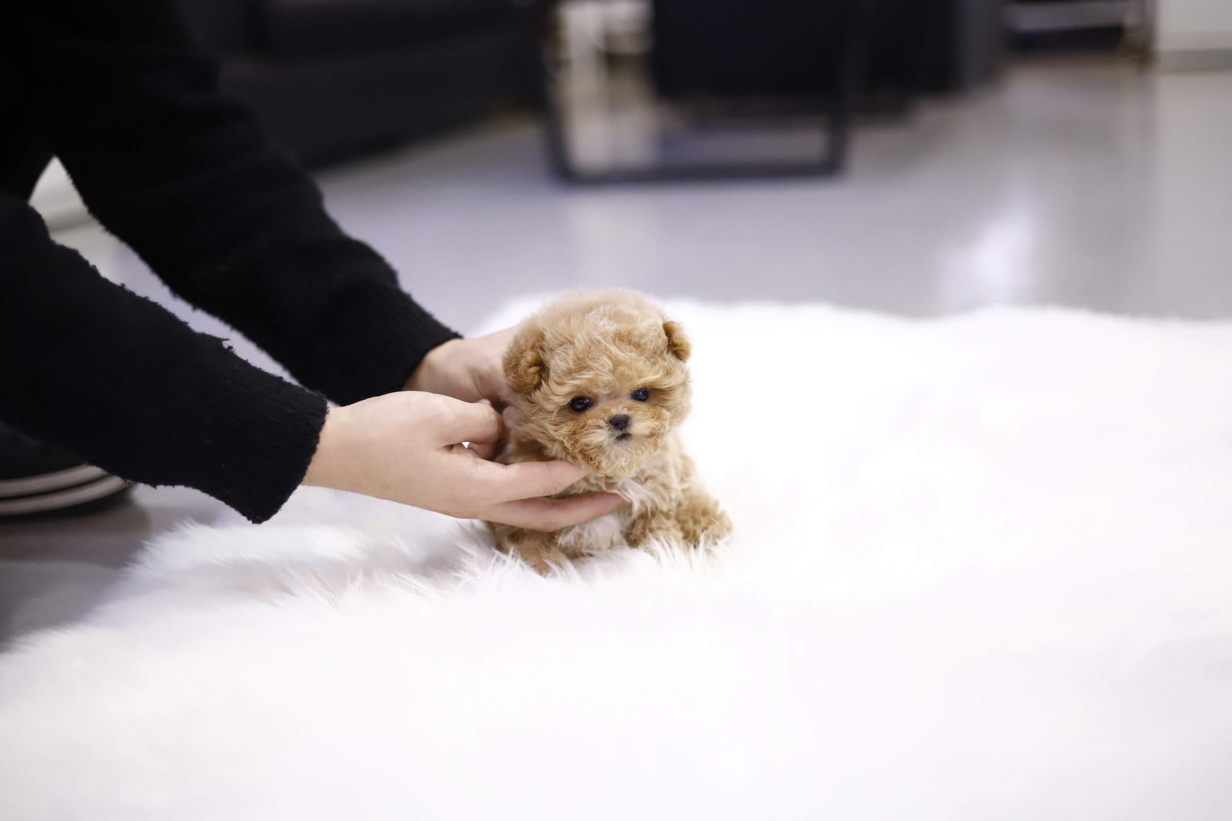 토이푸들 분양합니다