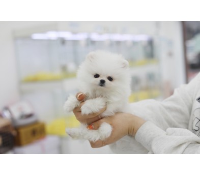 포메라니안 분양합니다