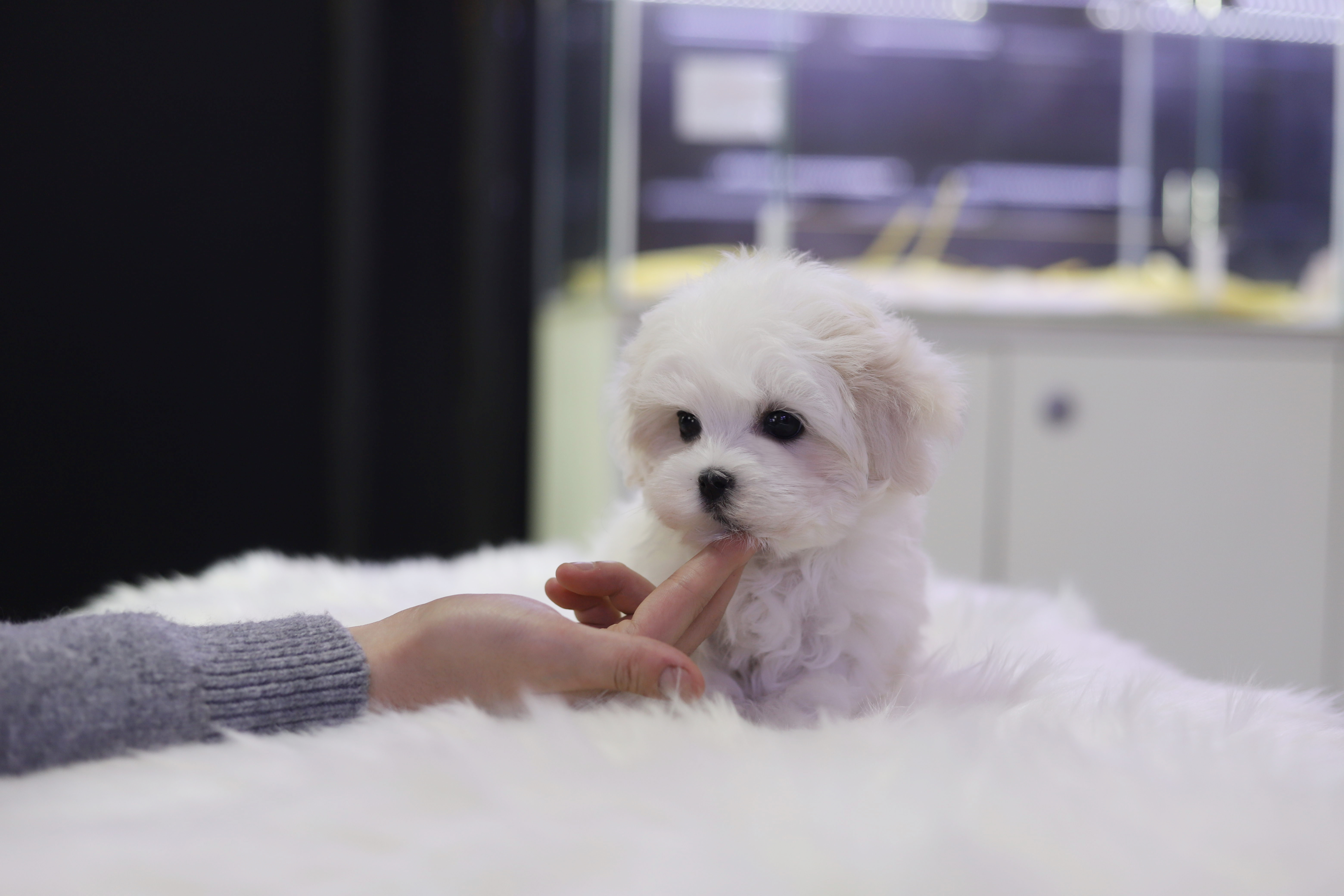 말티즈 분양합니다