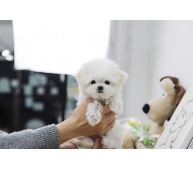 말티즈 분양합니다