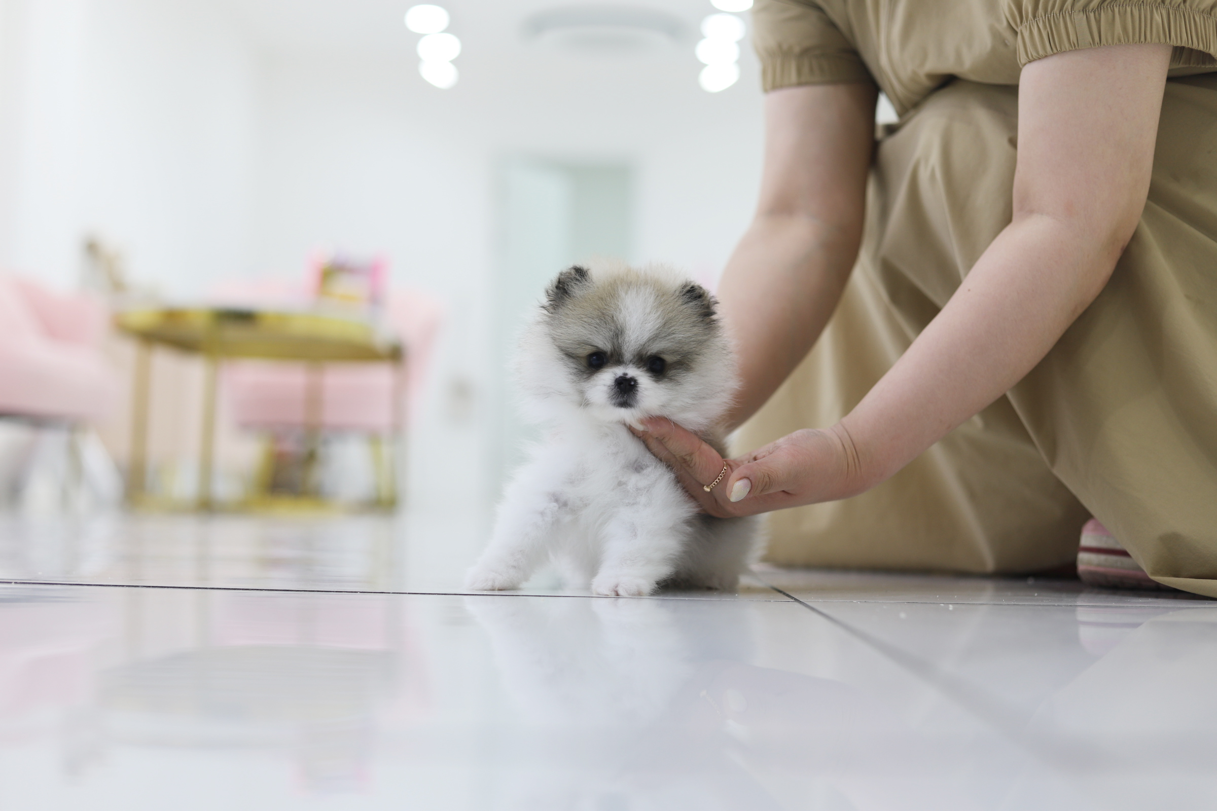 포메라니안 분양합니다