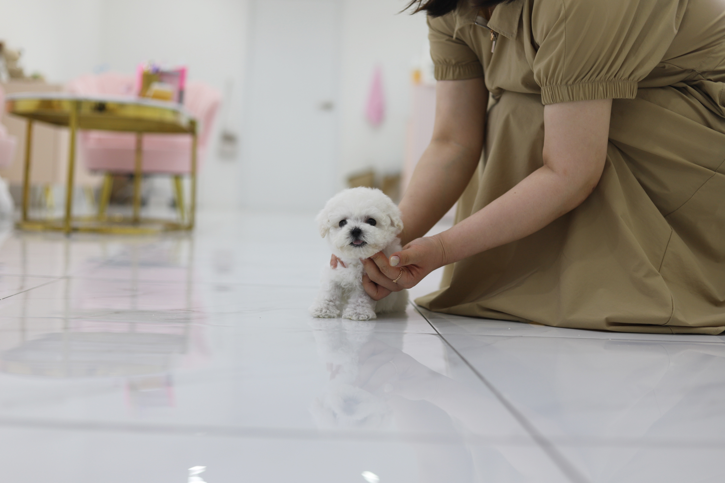 미니비숑 분양합니다