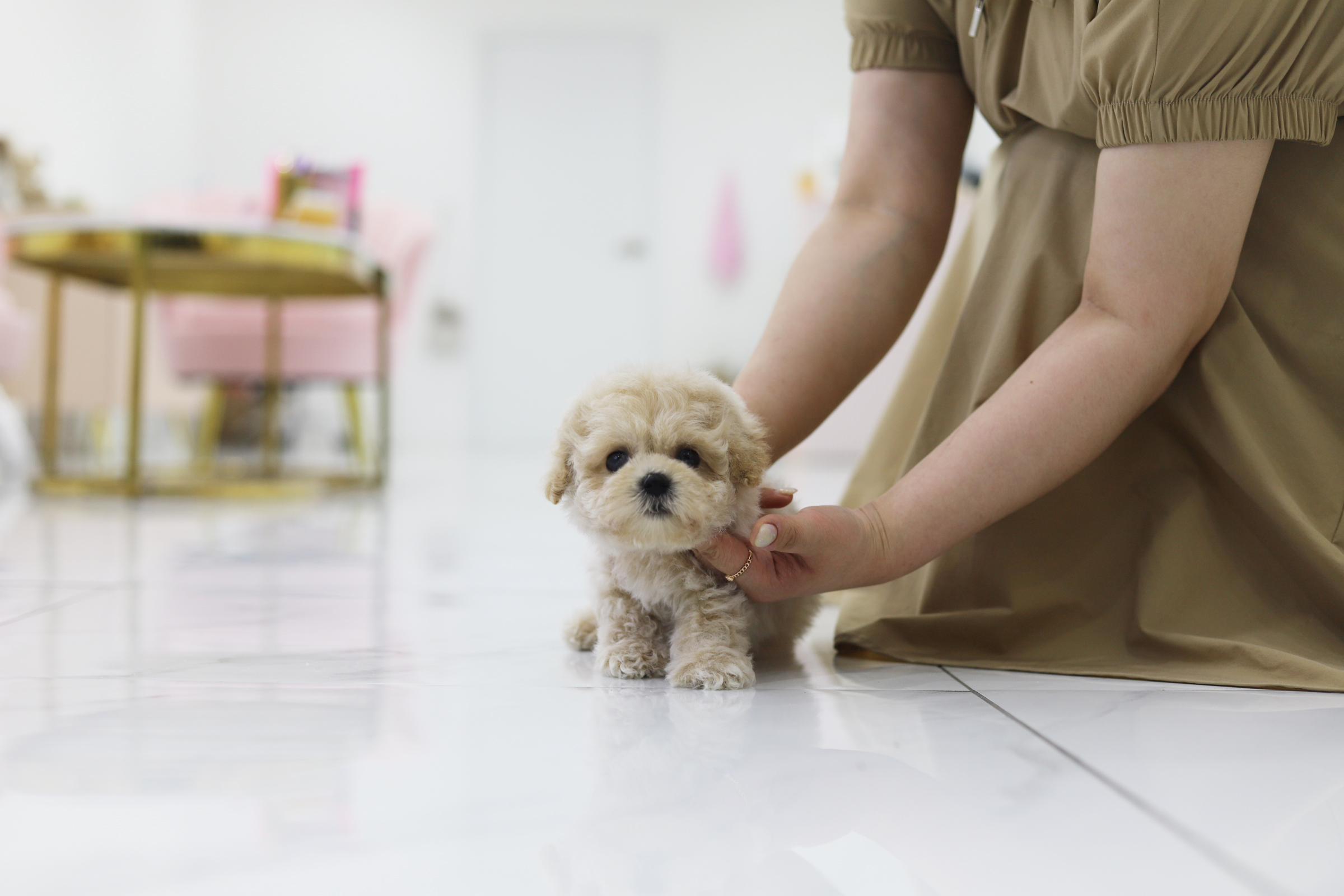 토이푸들 분양합니다
