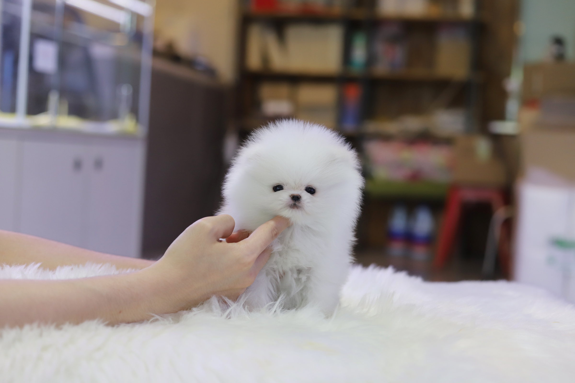 포메라니안 분양합니다