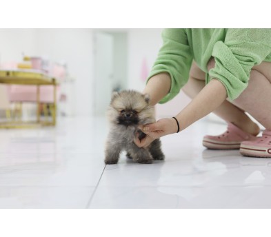 포메라니안 분양합니다